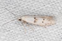 Symmocoides oxybiella