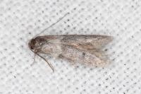 Blastobasis