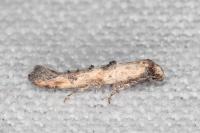 Epermenia aequidentella