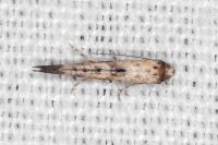 Epermenia aequidentella