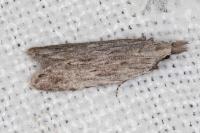 Anarsia leberonella