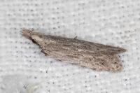 Anarsia leberonella