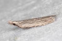 Anarsia leberonella