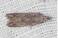 Anarsia leberonella