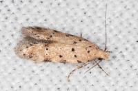 Pseudotelphusa occidentella