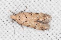 Pseudotelphusa occidentella
