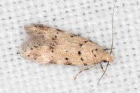 Pseudotelphusa occidentella