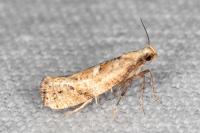 Acrolepiopsis marcidella
