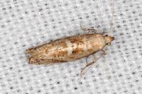 Acrolepiopsis marcidella