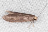 Agnoea