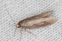 Agnoea