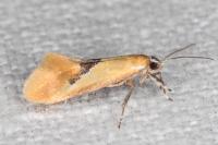 Batia lambdella