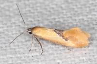Batia lambdella