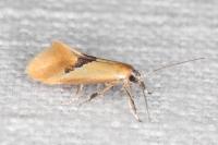 Batia lambdella