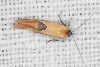 Batia lambdella