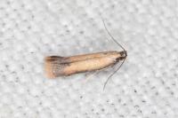 Coptotriche marginea