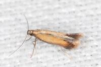 Coptotriche marginea