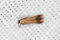 Coptotriche marginea