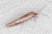 Zelleria hepariella