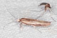 Zelleria hepariella
