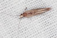Zelleria hepariella