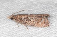 Acroclita subsequana