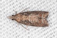 Acroclita subsequana
