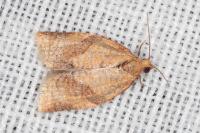 Clepsis consimilana