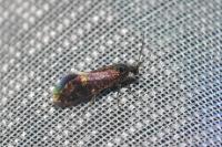 Eriocrania