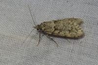 Diurnea fagella