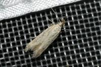 Metzneria metzneriella