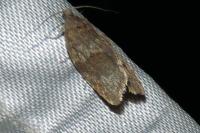 Syndemis musculana