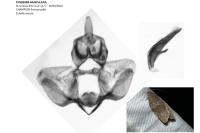 Syndemis musculana