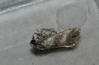 Cochylis epilinana