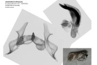 Cochylis epilinana