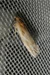 Eucosma cana