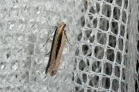 Mirificarma interrupta
