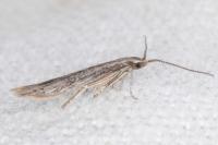 Coleophora texanella