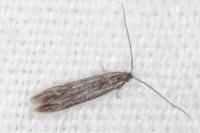 Coleophora texanella