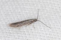 Coleophora texanella