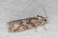 Cnephasia cupressivorana