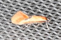 Batia lunaris