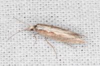 Plutella xylostella