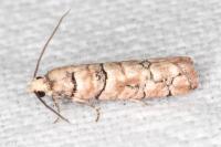 Pseudococcyx tessulatana