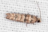 Pseudococcyx tessulatana