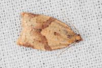 Clepsis consimilana