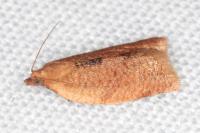 Clepsis consimilana