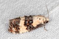Phtheochroa duponchelana