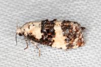 Phtheochroa duponchelana
