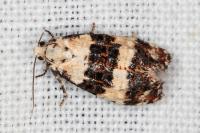 Phtheochroa duponchelana